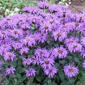 Monarda Blue Moon Bee Balm Live Plant