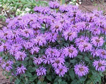 Monarda Blue Moon Bee Balm Live Plant