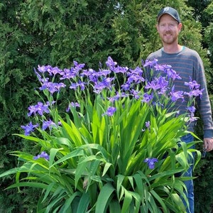 Iris ampliflora 'Ming Treasure' Live Plant. Amazing new iris variety. Gigantic