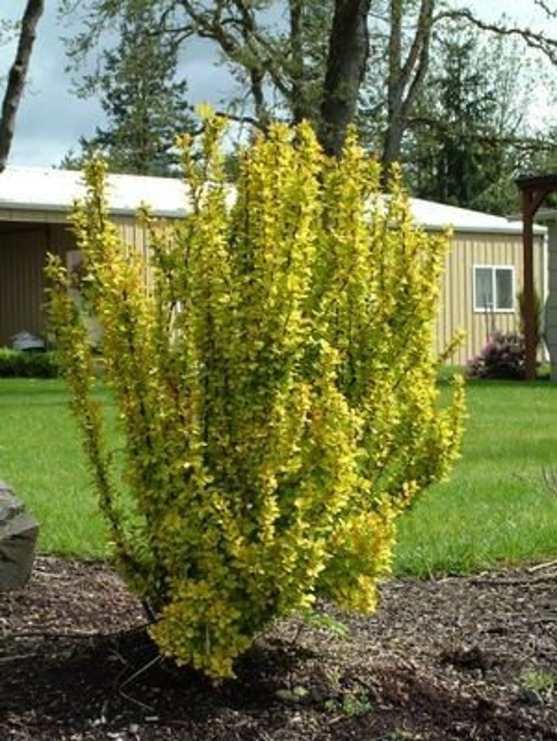 Sunjoy Gold Pillar Barberry Berberis image 4