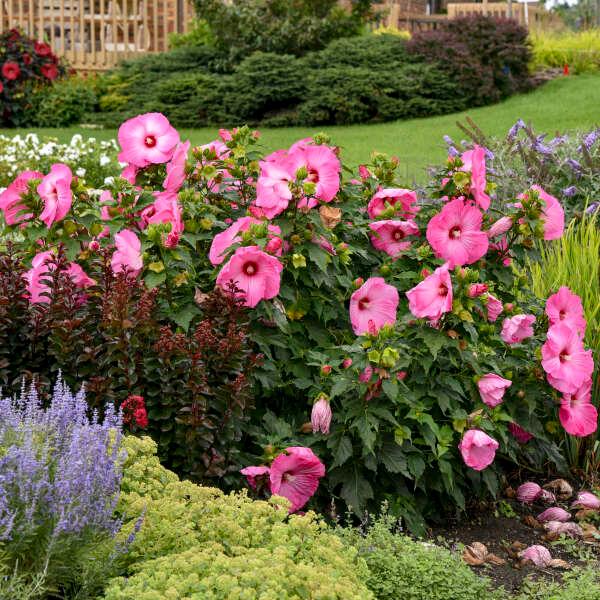 Hardy Hibiscus 