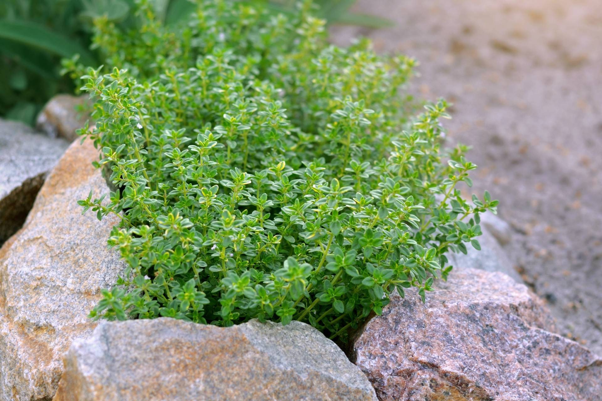 Creeping Lemon Thyme