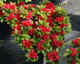 Red Perfecto Mundo Reblooming Azalea. Live Native Plant