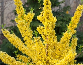 Forsythia Show Off.  Live Perennial Shrub Plant. Spring Flowers