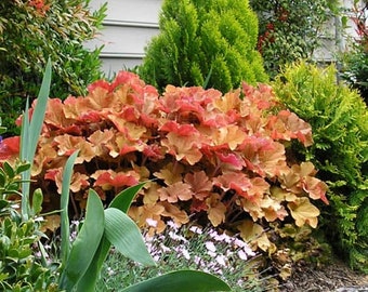 Heuchera Caramel Coral Bells Perennial Live Plant