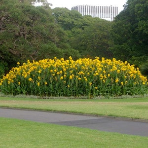 3 Tall Yellow Canna Lilies
