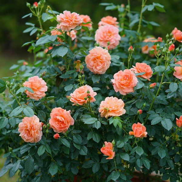 At Last Rose. 2019 Rose of the Year. Live Potted Plant