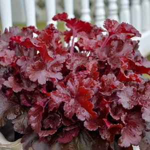 Heuchera Cherry Truffles Coral Bells Live Perennial Plant