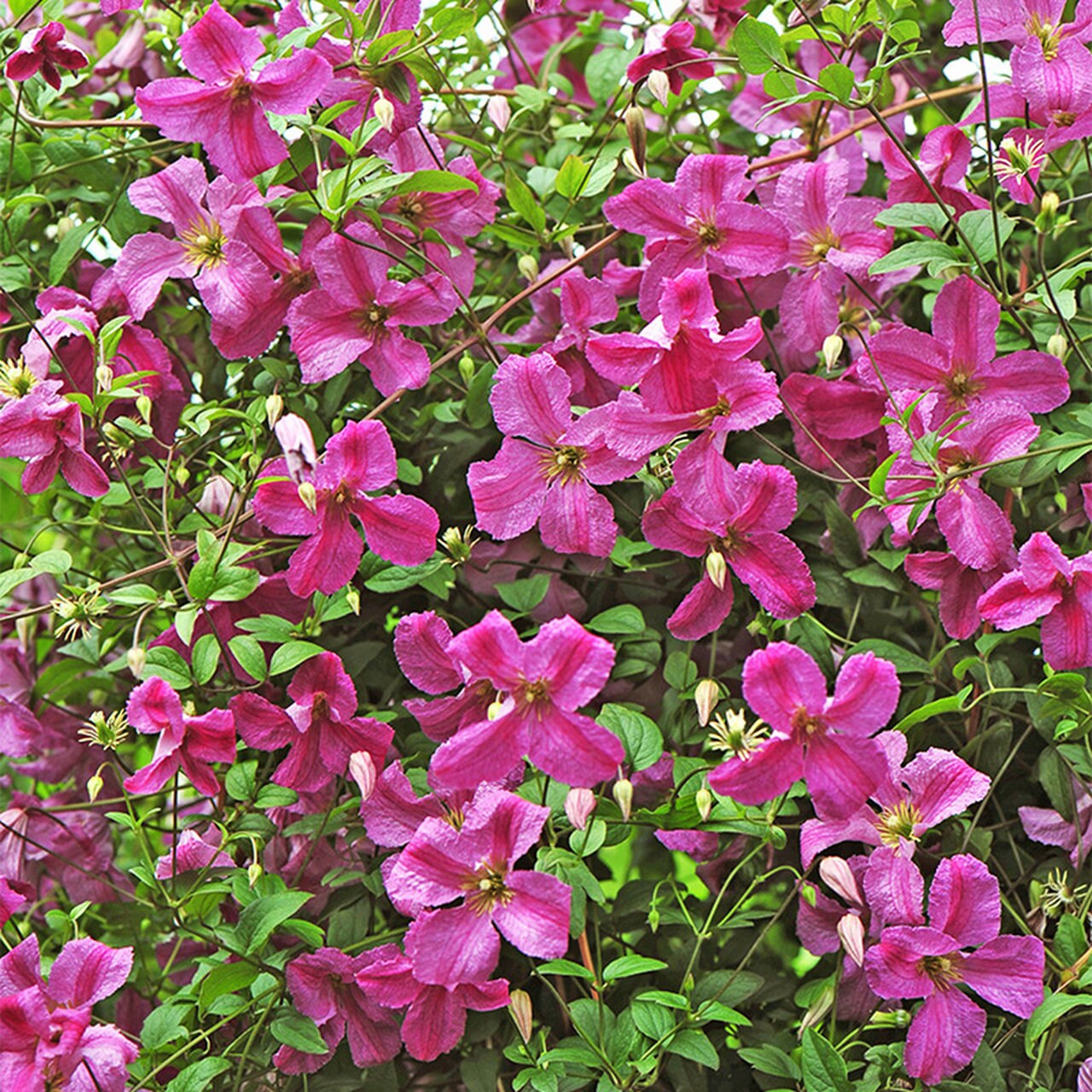 Clematis Pink Mink. Live Perennial Vine Plant. Etsy