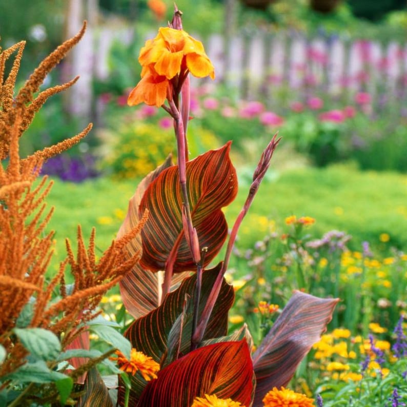 Puede incluir: Una flor de canna naranja vibrante con hojas rayadas de rojo y verde en un jard&iacute;n.