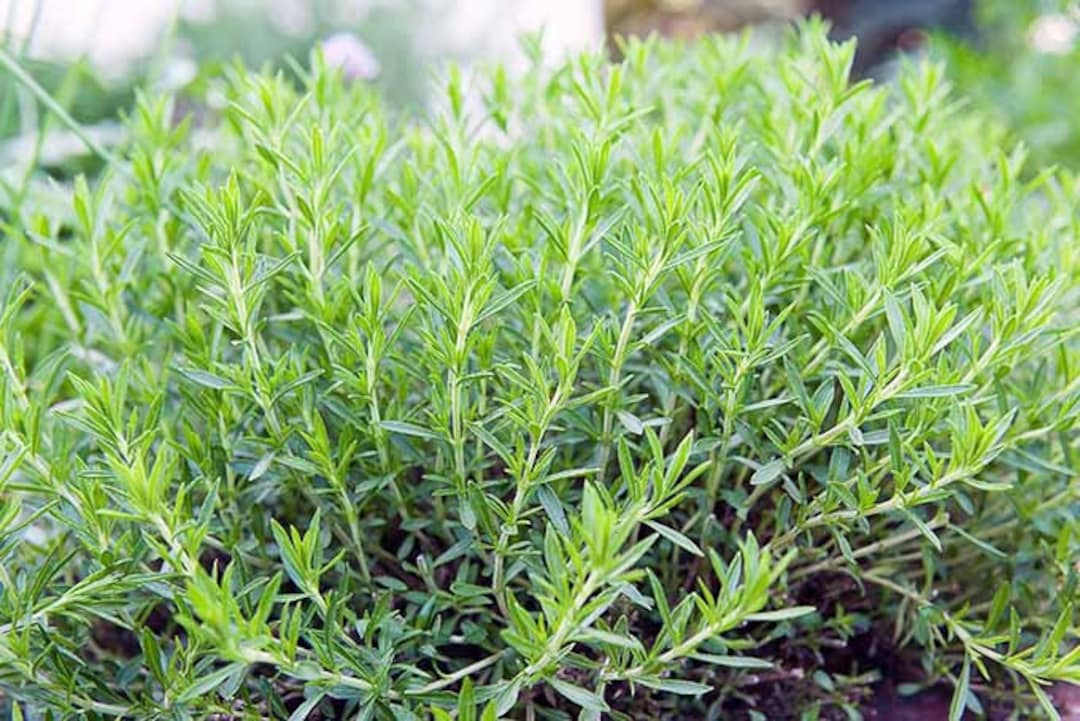 can you use tarragon on fish