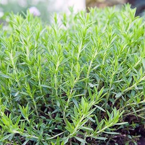 Real French Tarragon Live Plant