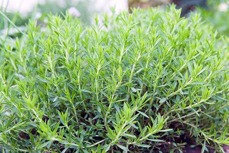 Real French Tarragon Live Plant image 1