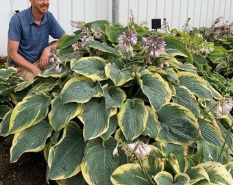 Hosta "Gigantosaurus" super large variegated hosta. Live perennial plant.