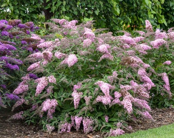 Buddleia Pink Cascade II Butterfly Bush. Bees, Butterflies, Hummingbirds! Sterile live plant