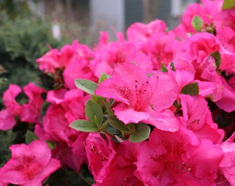 Perfecto Mundo EPIC PINK Reblooming Azalea. Native Live Plant