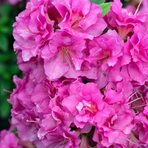 Perfecto Mundo Double Purple Reblooming Azalea. Native Live Plant