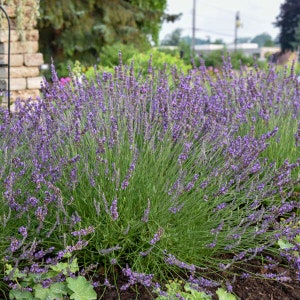 Phenomenal Lavender Lavandula. Live Perennial Plant