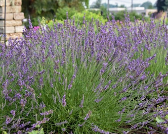 Phenomenal Lavender Lavandula. Live Perennial Plant