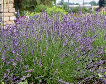 Phenomenal Lavender Lavandula. Live Perennial Plant