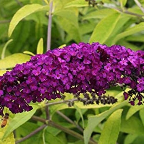 25 Buddleia Butterfly Bush Mix / Perennial / Flower Seeds. Etsy