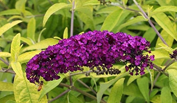 Evil Ways Butterfly Bush S/H 50+ Seeds Lime Green Leaves comb Easy to grow Evil Ways Butterfly Bush S/H 50+ Seeds Lime Green Leaves comb Easy to grow