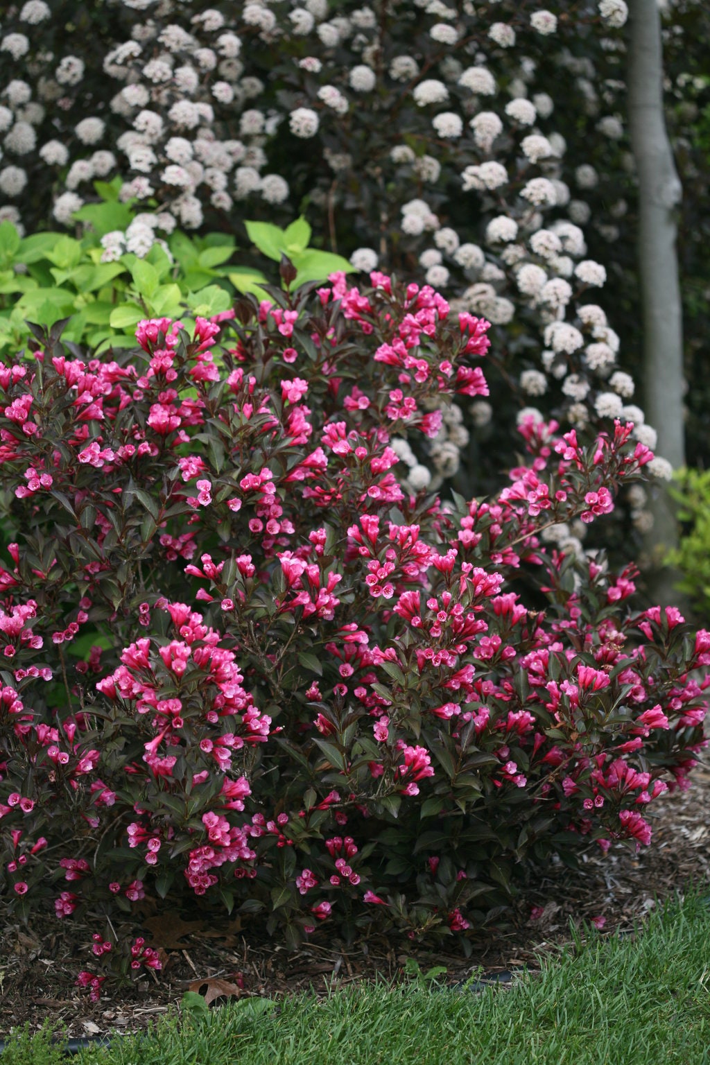Weigela Wine and Roses®