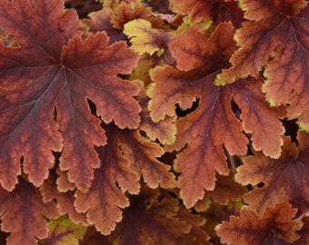 Heucherella "Copper King" Coral Bells Live  Native Shade Perennial Plant.