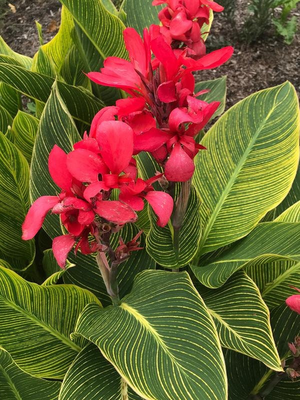 3 Rhizomes Canna Indica Russian Red Canna Lily Rhizomes Not