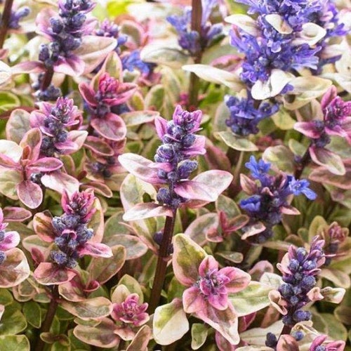 Ajuga "Princess Nadia" bugleweed live potted plant. Native perennial groundcover.