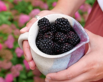 Rubus "Taste of Heaven" Thornless Blackberry. The Best Thornless Blackberry. New for 2024