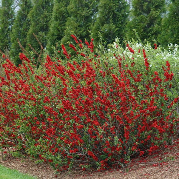 Flowering Quince Double Take Scarlet Chaenomeles Live Plant Shrub Bush