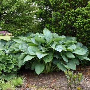 May include: A large green hosta plant with large, wide leaves growing in a garden setting.