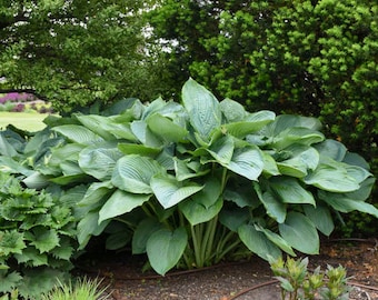 Empress Wu GIANT Hosta. 2023 Hosta of the year. Live Plant.