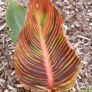 Puede incluir: Primer plano de una hoja grande, de rayas rojas, verdes y negras. La hoja tiene una vena central prominente y est&aacute; rodeada de mantillo marr&oacute;n.