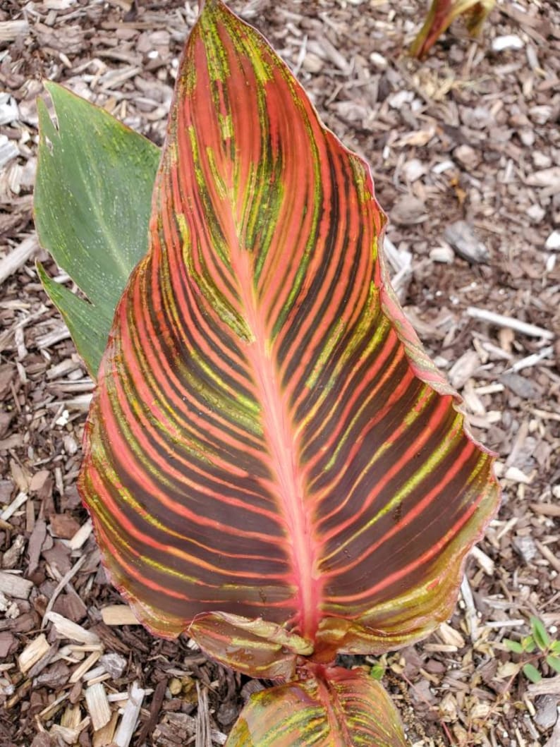 Puede incluir: Primer plano de una hoja grande, de rayas rojas, verdes y negras. La hoja tiene una vena central prominente y est&aacute; rodeada de mantillo marr&oacute;n.