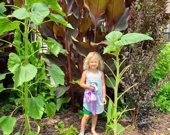 May include: A young girl with blonde curly hair stands in a garden. She is wearing a gray tank top, green shorts, and a purple ribbon. She is standing in front of a large plant with red leaves.