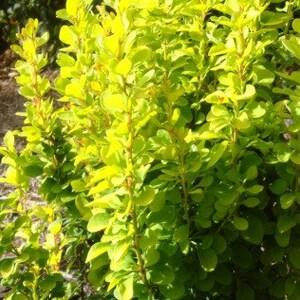 Sunjoy Gold Pillar Barberry Berberis image 2