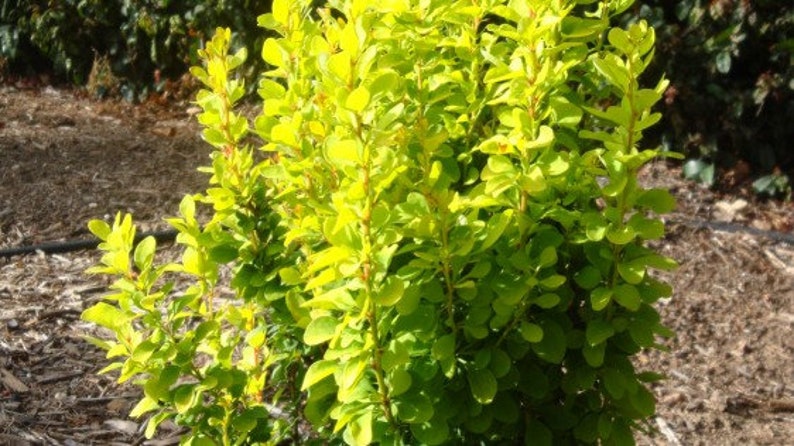 Sunjoy Gold Pillar Barberry Berberis image 2