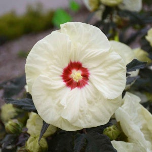 Hardy Hibiscus French Vanilla. Swamp Mallow. Native Live Plant