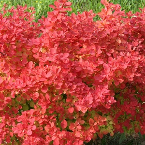 Sunjoy Neo Barberry Berberis Hot Orange Foliage Plant