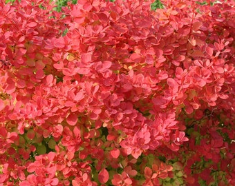 Sunjoy Neo® Barberry Berberis Hot Orange Foliage Plant