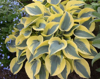 Hosta "Autumn Frost" 2019 Hosta of the Year