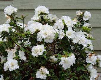 Azalea doble blanca refloreciente Perfecto Mundo®. Arbusto nativo vivo.