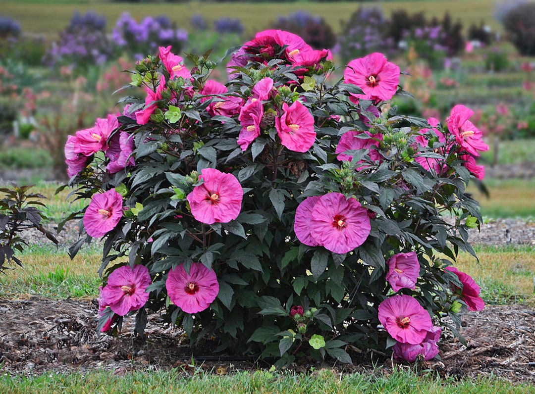 Berry Awesome Hardy Hibiscus Native Live Plant - Etsy