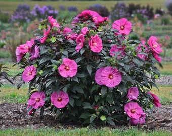 Berry Awesome Hardy Hibiscus Native Live Plant