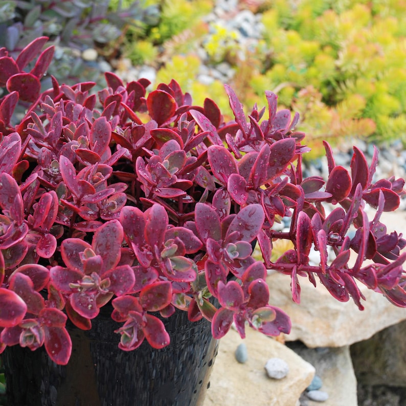 ChattanoogaGardens Sedum Sun Sparkler Wildfire - Thumbnail 2