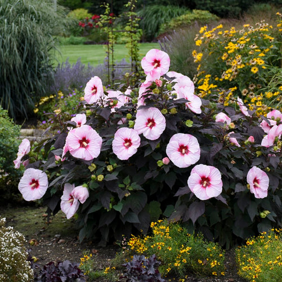 Perfect Storm Hardy Hibiscus. Live Native Perennial Plant - Etsy