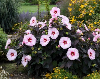 Perfect Storm Hardy Hibiscus. Live Native Perennial Plant