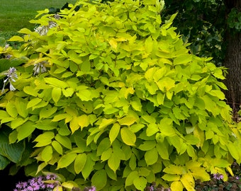 Aralia Cordata "Sun King" 2020 Perennial Plant of the Year